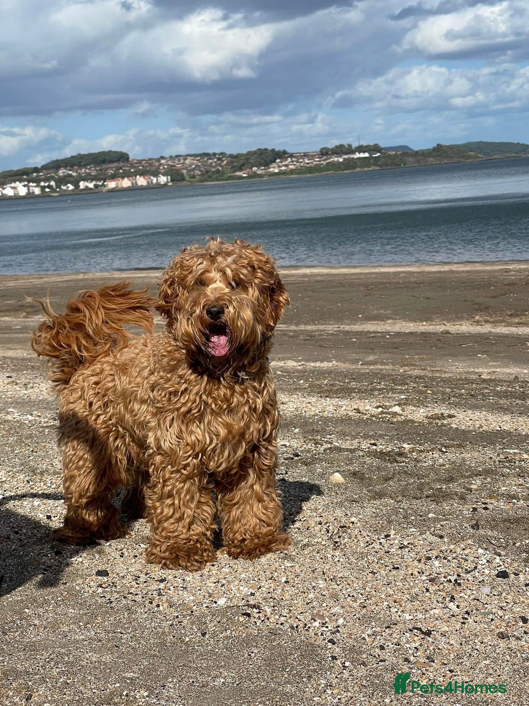 Cockapoo dogs for sale: Beautiful miniature cockapoo pups  - Image 6