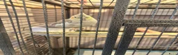 Cockatiels birds for sale: Aviary Cockatiels for sale - Advert 5