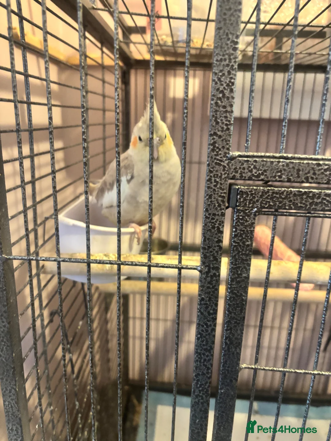 Cockatiels birds for sale: Aviary Cockatiels for sale - Advert 5