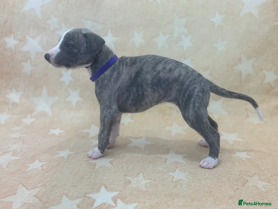 Whippet dogs for sale: Top quality KC registered Whippet pups - Advert 10