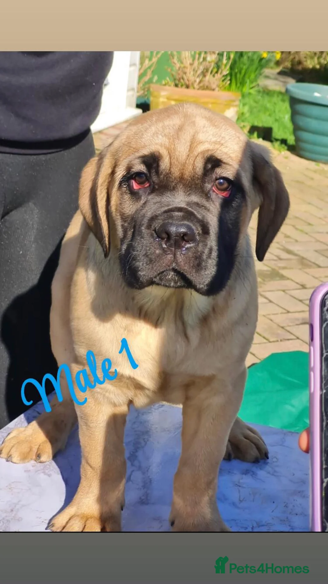 Cane Corso dogs for sale: Cane corso pups - Advert 16