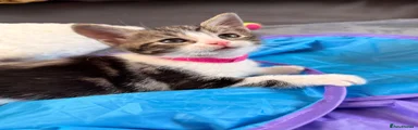 Kitten 6 magenta pink girl