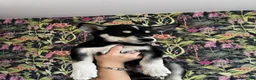 Mixed Breed dogs for sale: Husky X Labrador puppies  - Advert 6