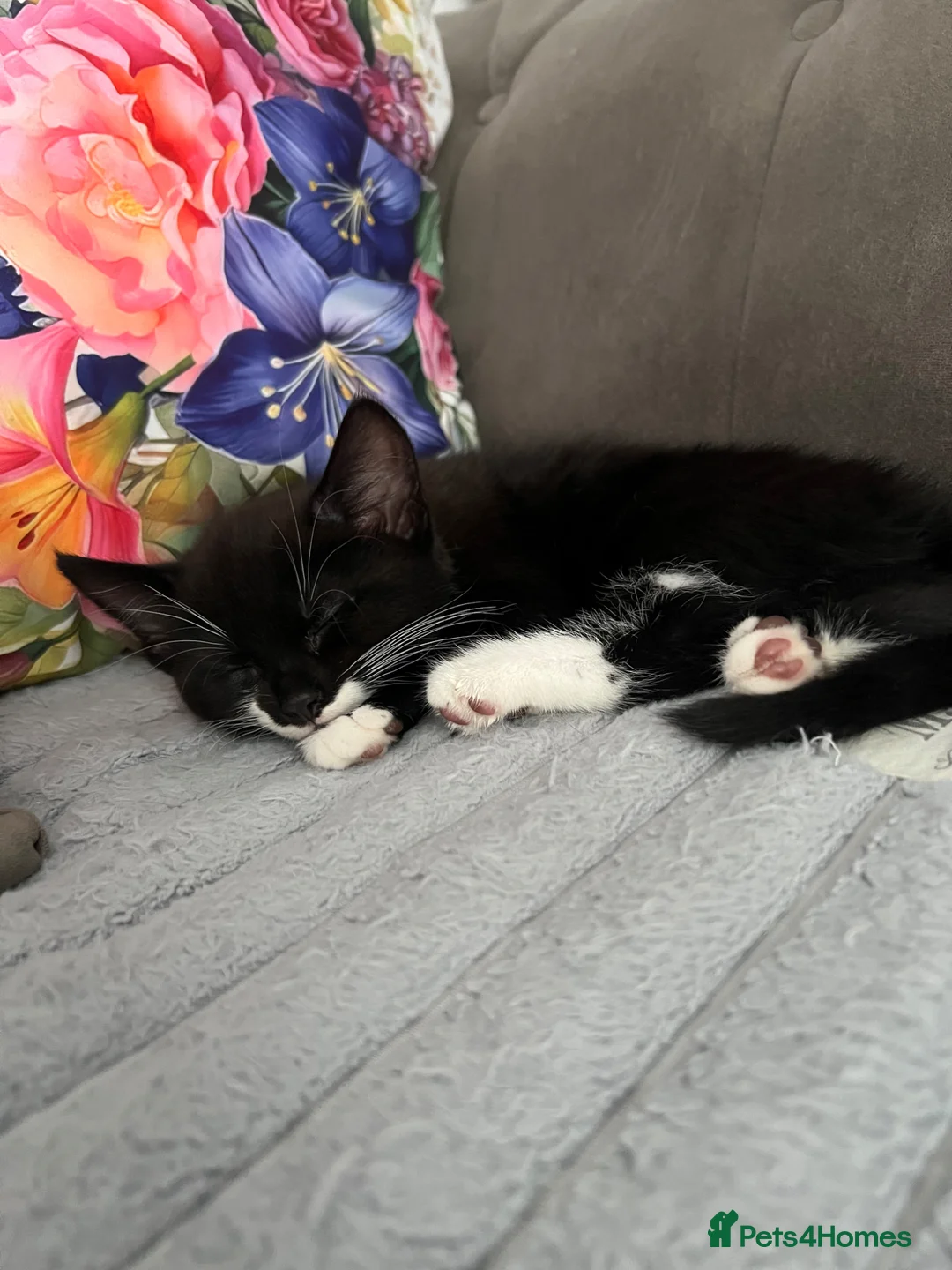 Mixed Breed cats for sale: Adorable kittens for sale 🐾 - Advert 2