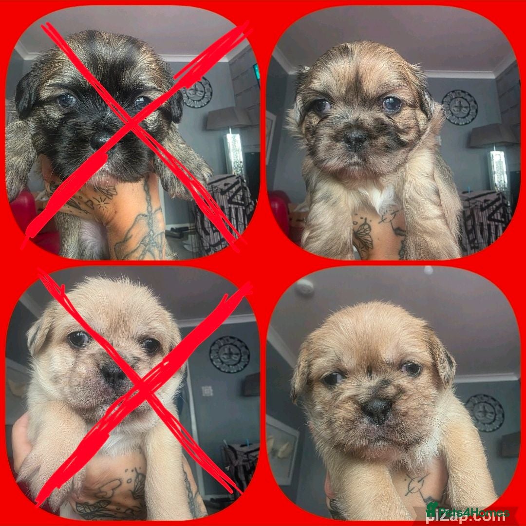 Mixed Breed dogs French Bull Tzu. 8 weeks old 2 girls left - Advert 4