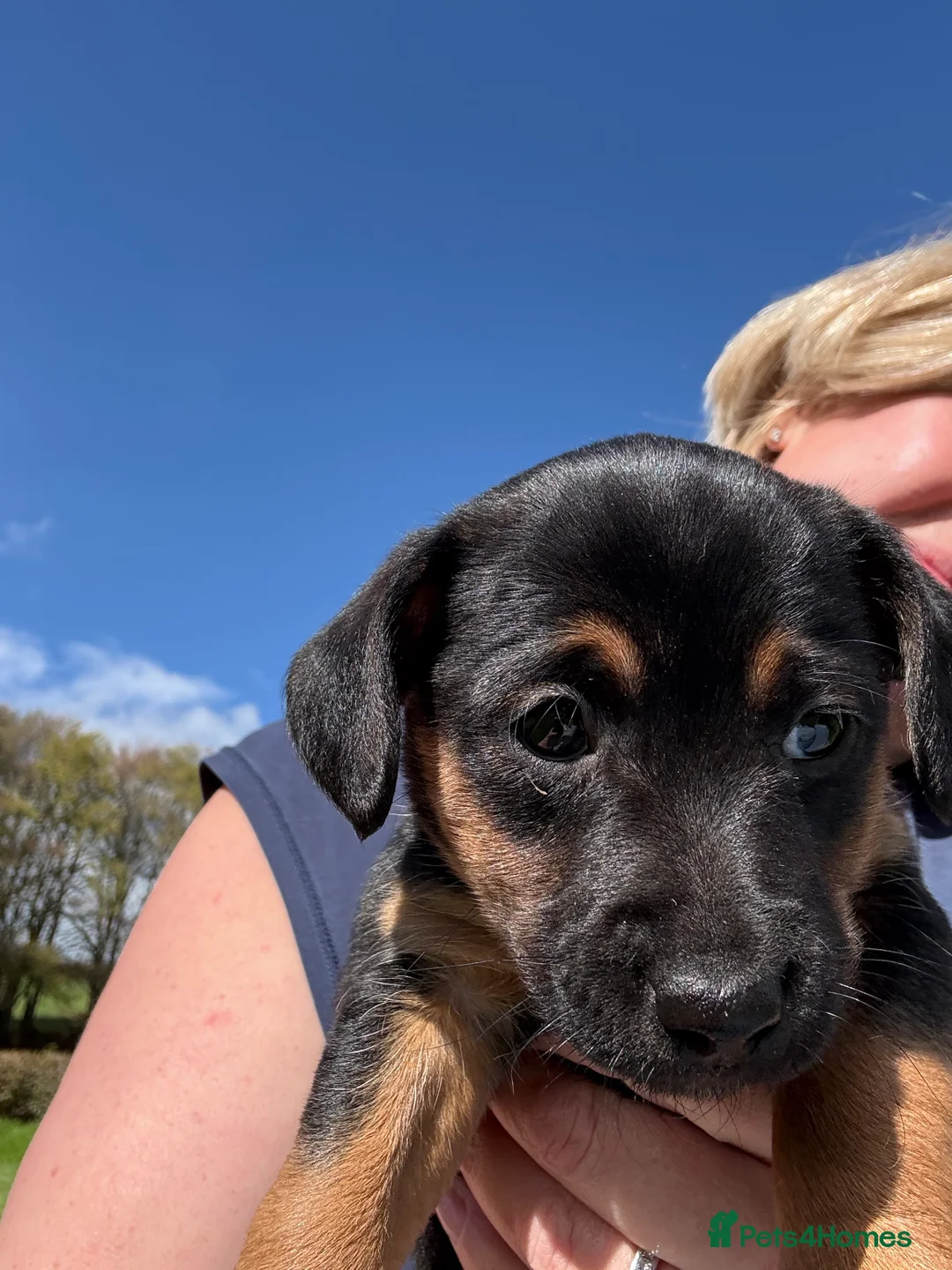 Jack Russell dogs for sale: Two female Jack Russells  - Advert 1