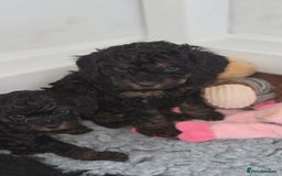 Cavapoo dogs for sale: Beautiful phantom F1B cavapoos - Image 17