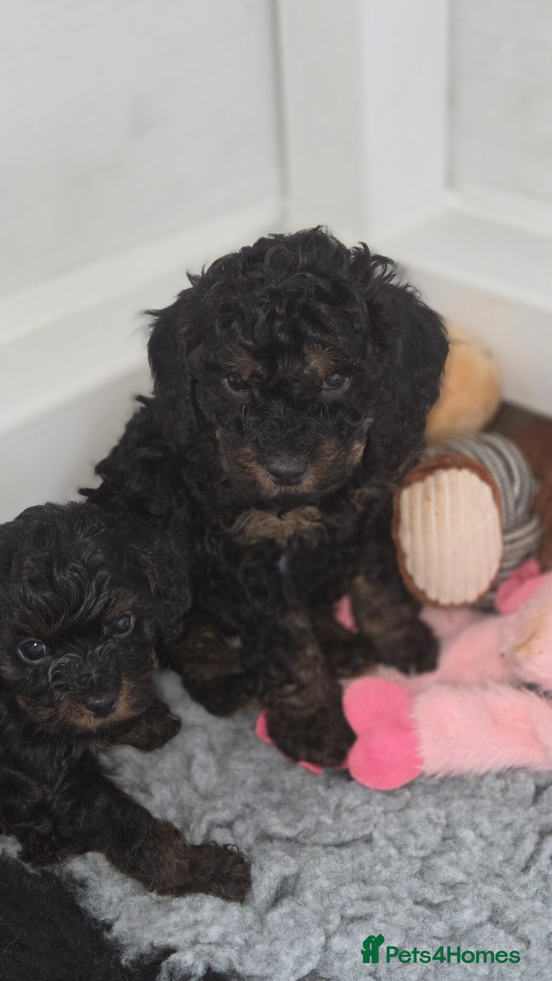Cavapoo dogs for sale: Beautiful phantom F1B cavapoos - Image 17