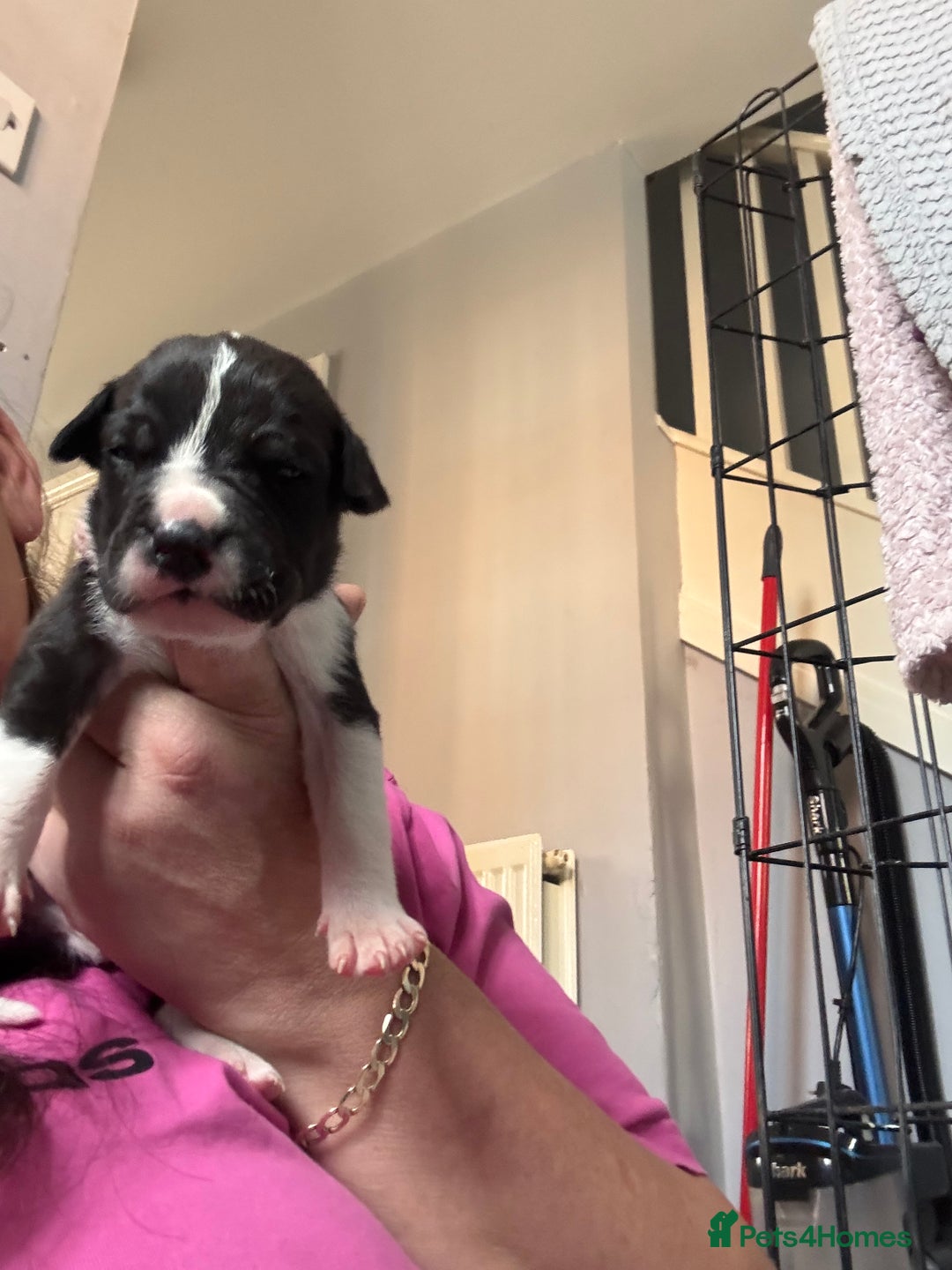 Mixed Breed dogs for sale: Cane corso puppys - Advert 8