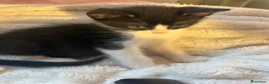 🐾 Kitten 3