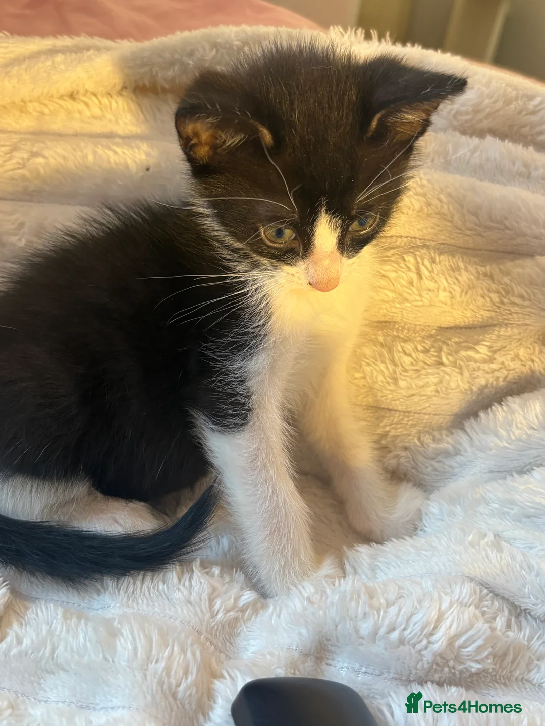 Domestic Shorthair cats for sale: 🐾 Gorgeous Black & White Kittens  - Advert 2