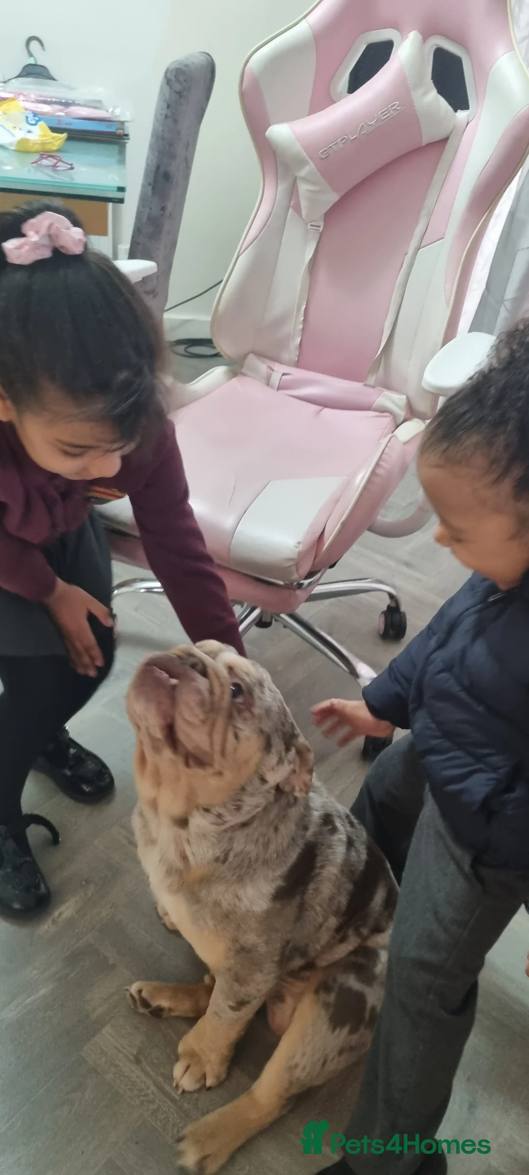 English Bulldog dogs for sale: English bulldog - Advert 2