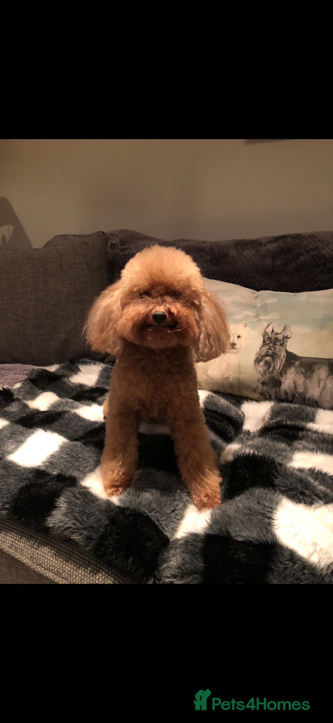 Toy Poodle dogs for sale: Stunning toy poodles  - Image 7