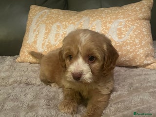 Cockapoo dogs 2 beautiful boys F1 cockapoo - Advert 15