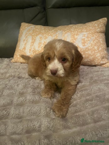 Cockapoo dogs 4 beautiful F1 cockapoo - Advert 8