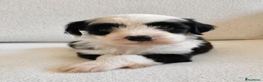 Tibetan Terrier 1 (Guinness )