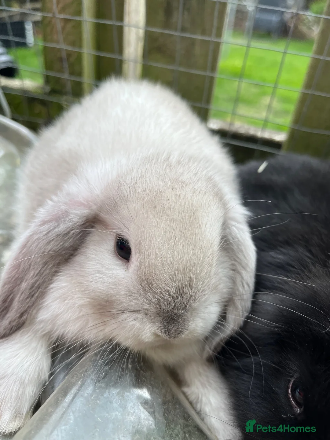 Mini Lop rabbits for sale: Beautiful mini lop babies - Advert 2