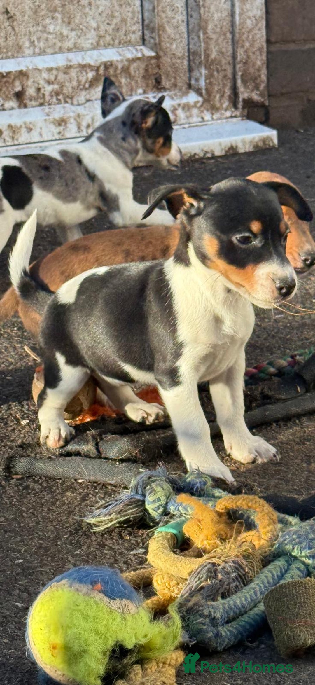 Jack Russell dogs for sale: Jack russell  - Advert 5