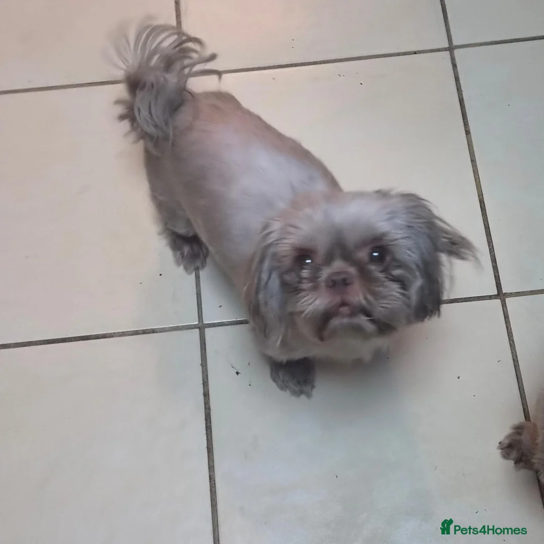 Shih Tzu dogs for sale: 4 gorgeous boys  - Advert 2