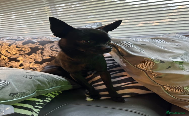 Chihuahua dogs - Advert 1