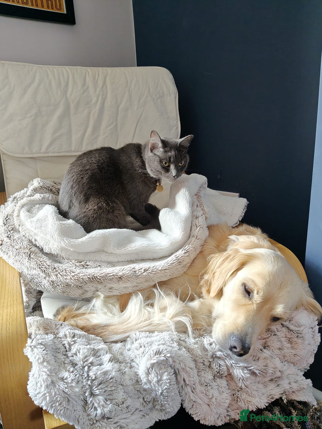 Russian Blue cats for sale: Friendly Indoor Russian blue male (1 year old) - Advert 8