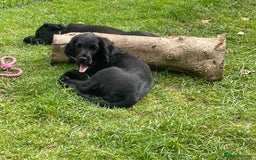 Cocker Spaniel dogs for sale: One boy and one girl - Image 13