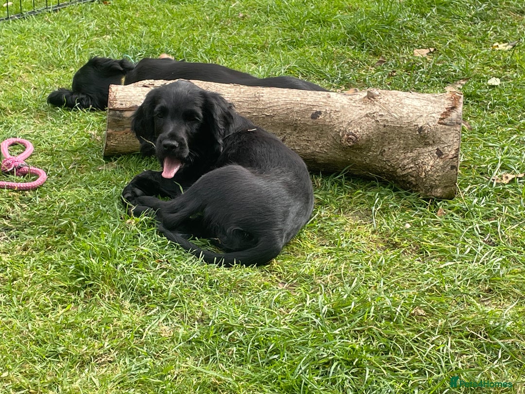 Cocker Spaniel dogs for sale: One boy and one girl - Image 13