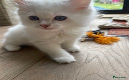Ragdoll cats for sale: Beautiful ragdoll kittens  - Image 6