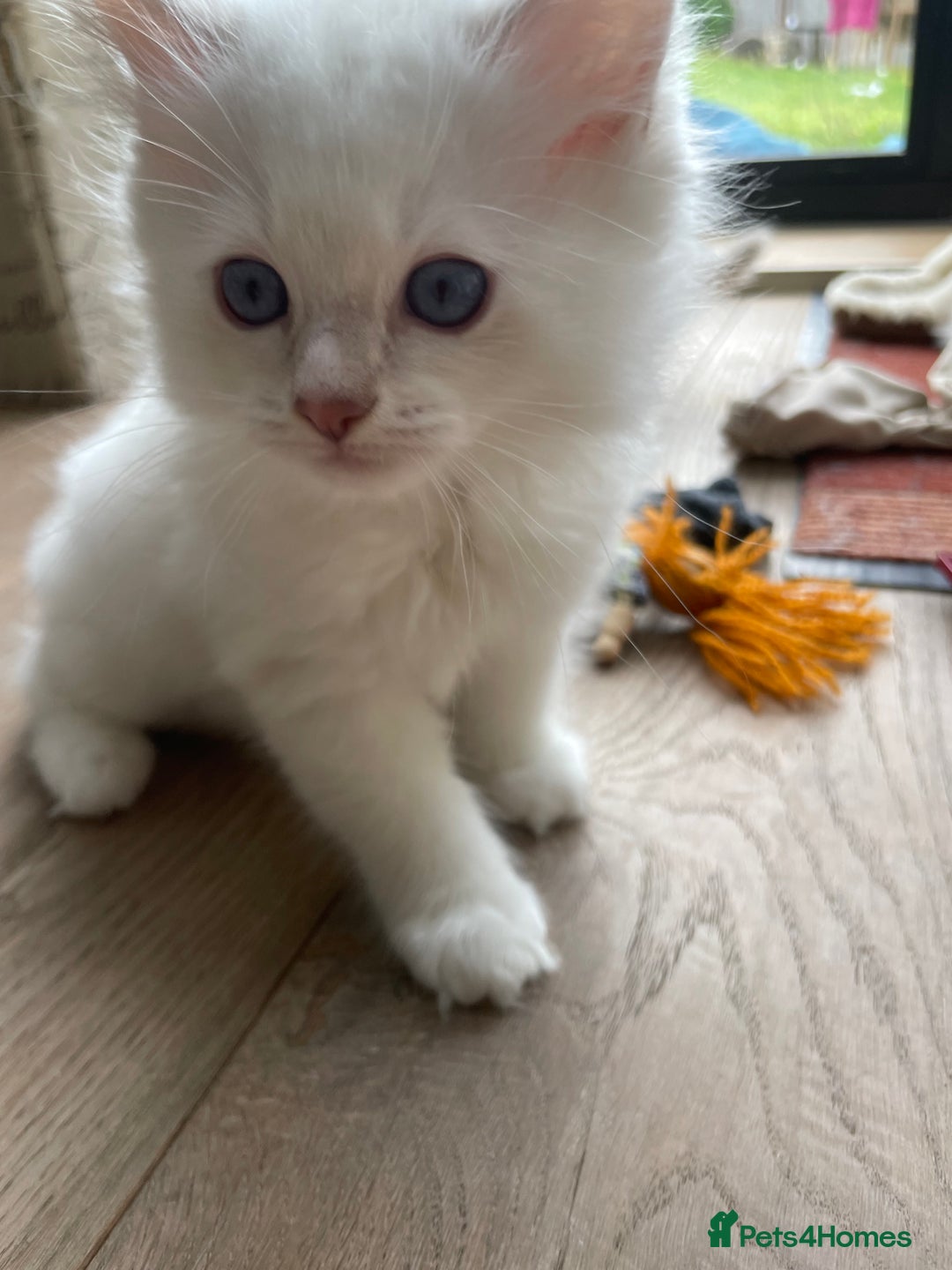 Ragdoll cats for sale: Beautiful ragdoll kittens  - Image 6