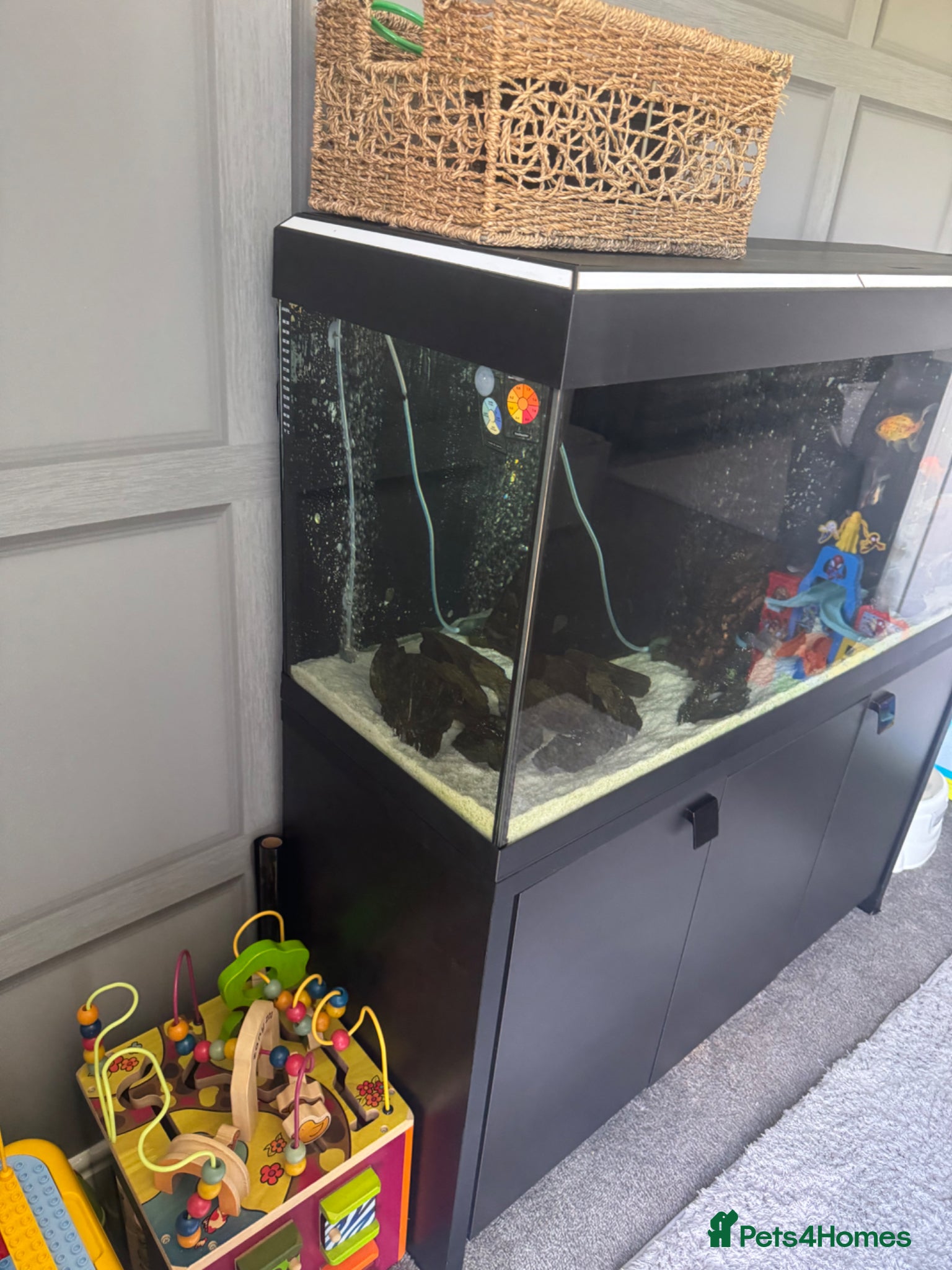 Fancy Goldfish fish Fancy goldfish with tank - Advert 14