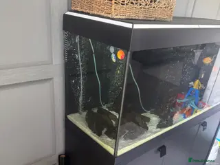 Fancy Goldfish fish Fancy goldfish with tank - Advert 1