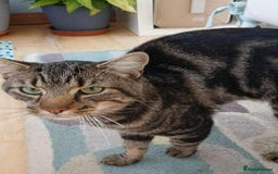 Mixed Breed cats for adoption: TIGGER - Image 3