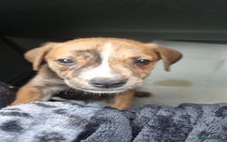Mixed Breed dogs for sale: Beautiful male - Image 4