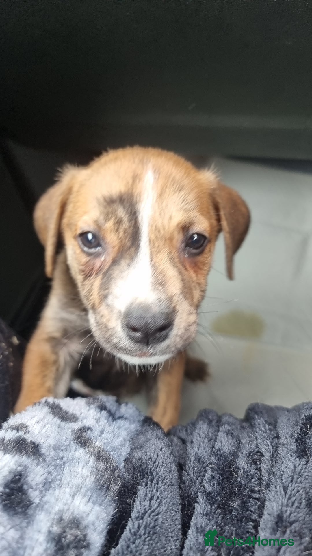 Mixed Breed dogs for sale: Beautiful male - Image 4