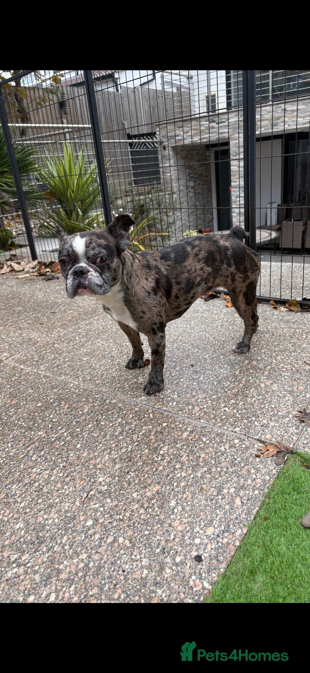 French Bulldog dogs for sale: Merle French Bulldog for rehoming - Advert 4