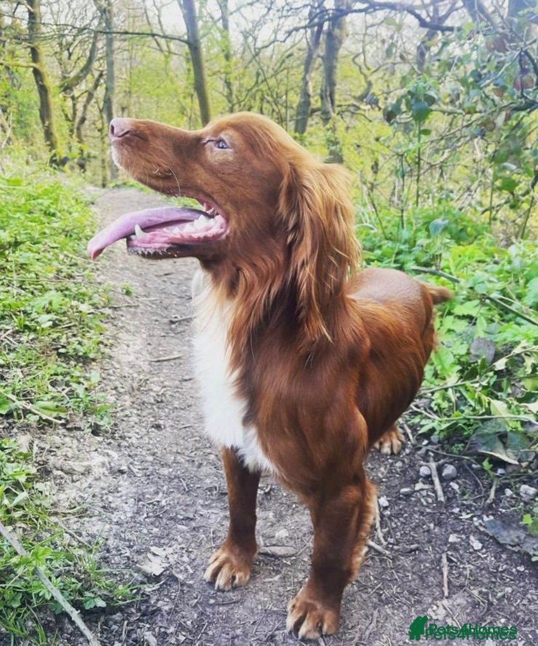 Cocker Spaniel dogs for stud: Handsome working cocker spaniel for stud!! - Advert 8