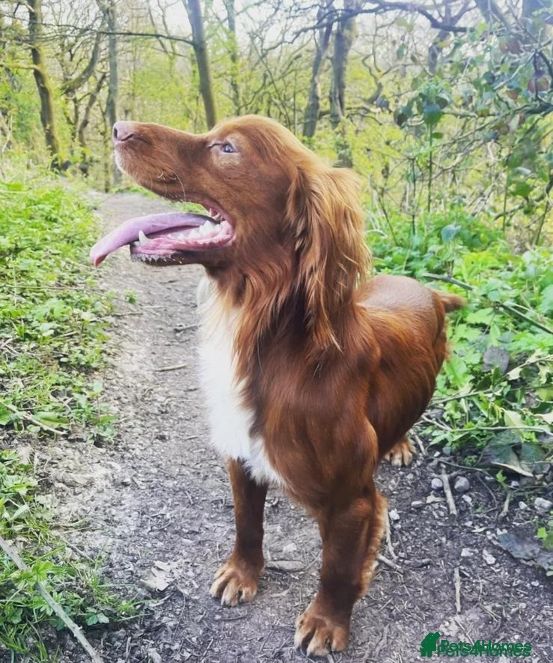 Cocker Spaniel dogs for stud: Handsome working cocker spaniel for stud!! - Advert 8