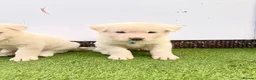Akita dogs for sale: Akita puppy’s for sale in Birmingham - Advert 27