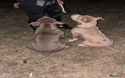 Mixed Breed dogs for sale: Brother and sister - Image 3