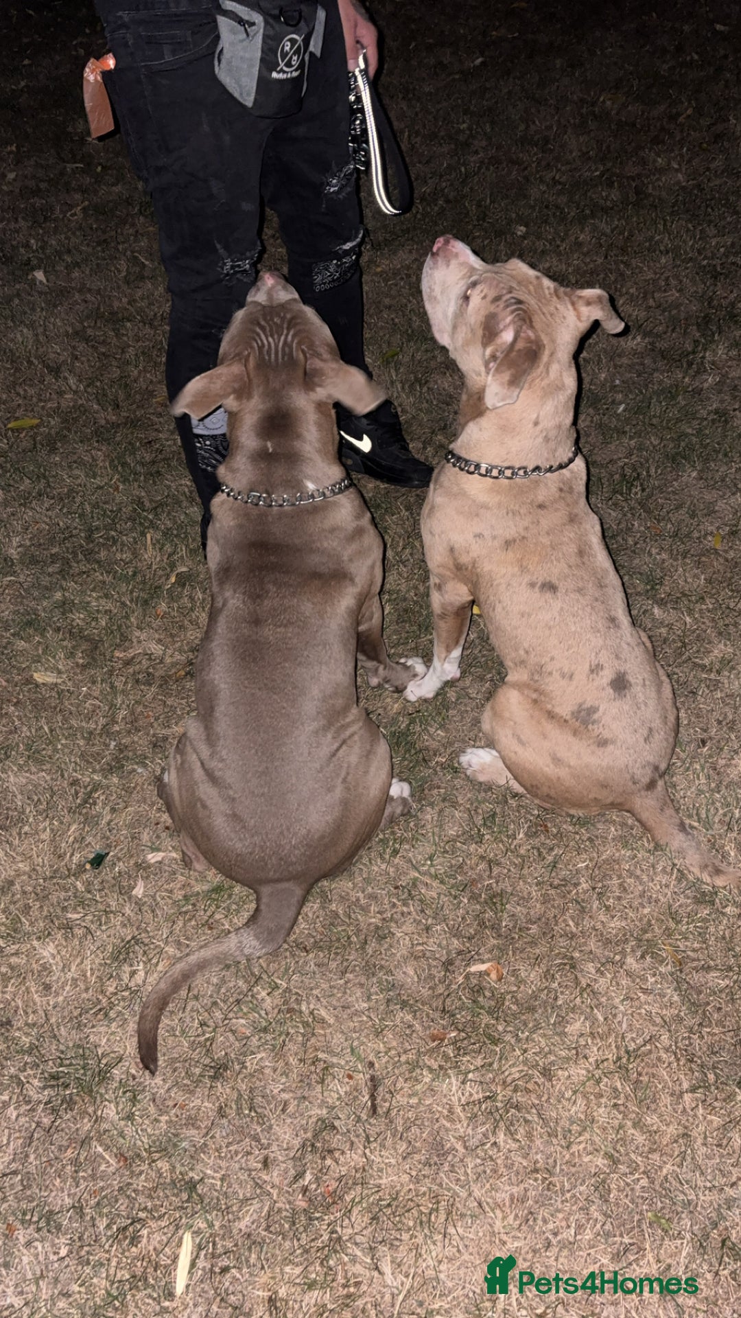 Mixed Breed dogs for sale: Brother and sister - Image 3
