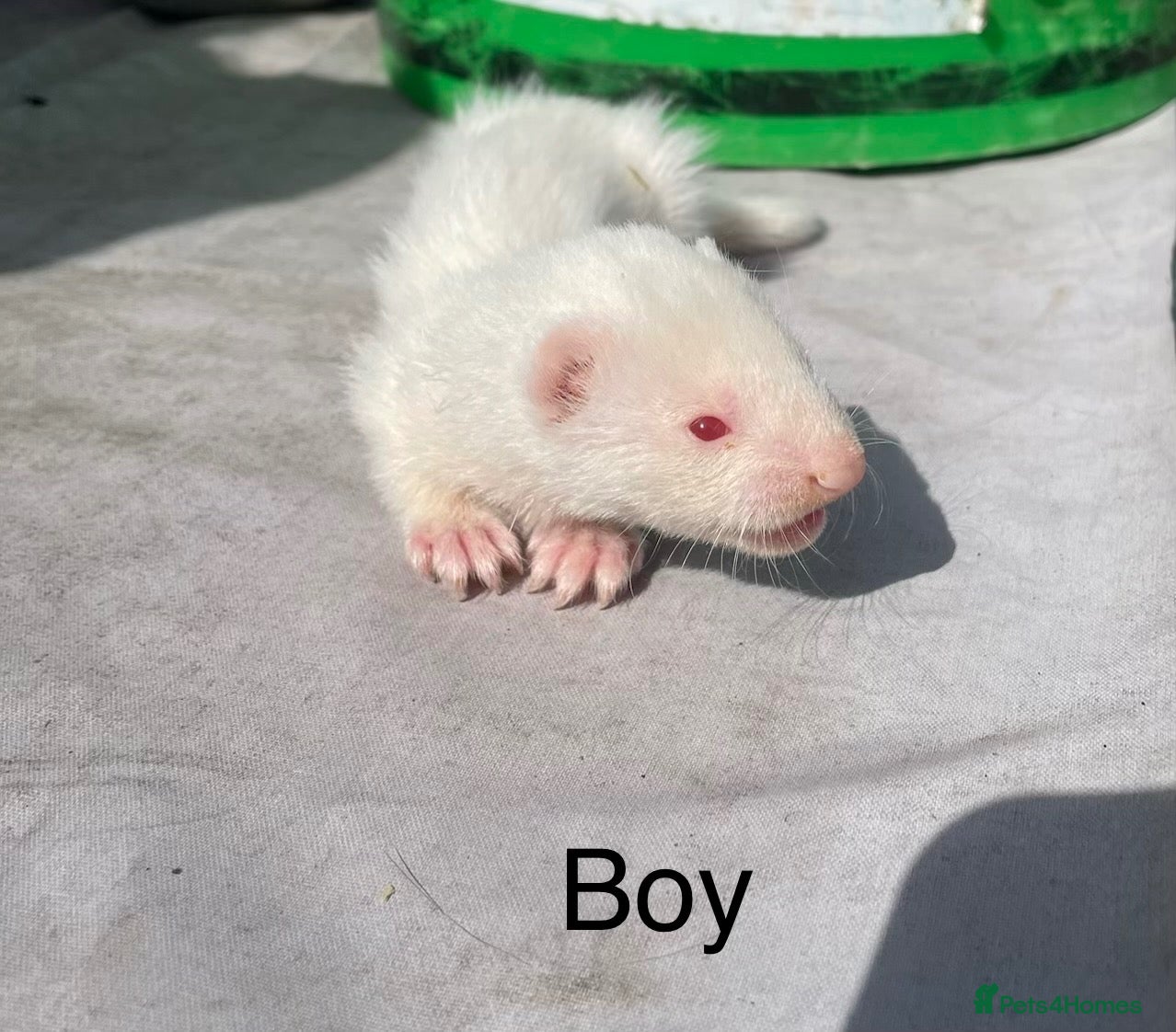 Ferret rodents 3 Standard Size Working Ferrets For Sale - Advert 2