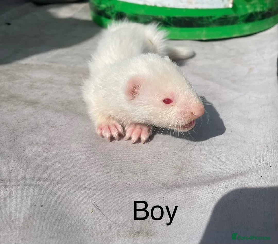 Ferret rodents for sale: 3 Standard Size Working Ferrets For Sale - Advert 2
