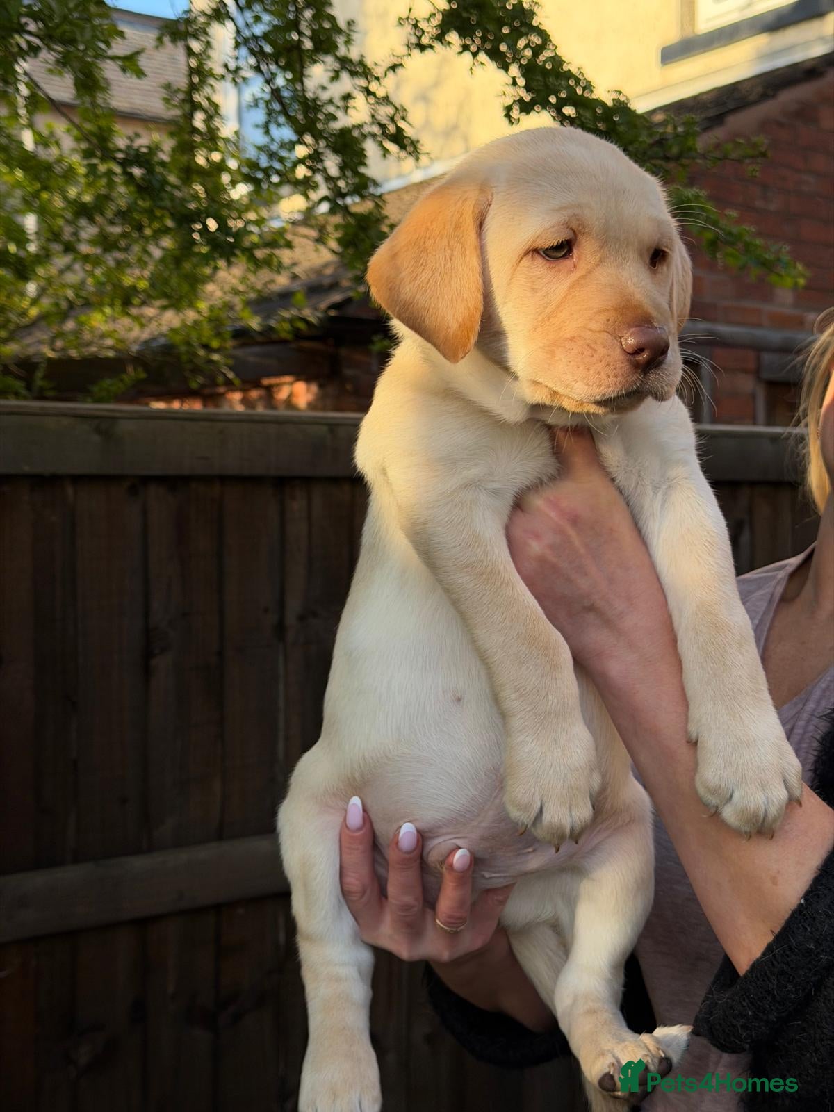 Labrador Retriever dogs LAST CHUNKY LAB BOYS / READY NOW! Home-Raised - Advert 2