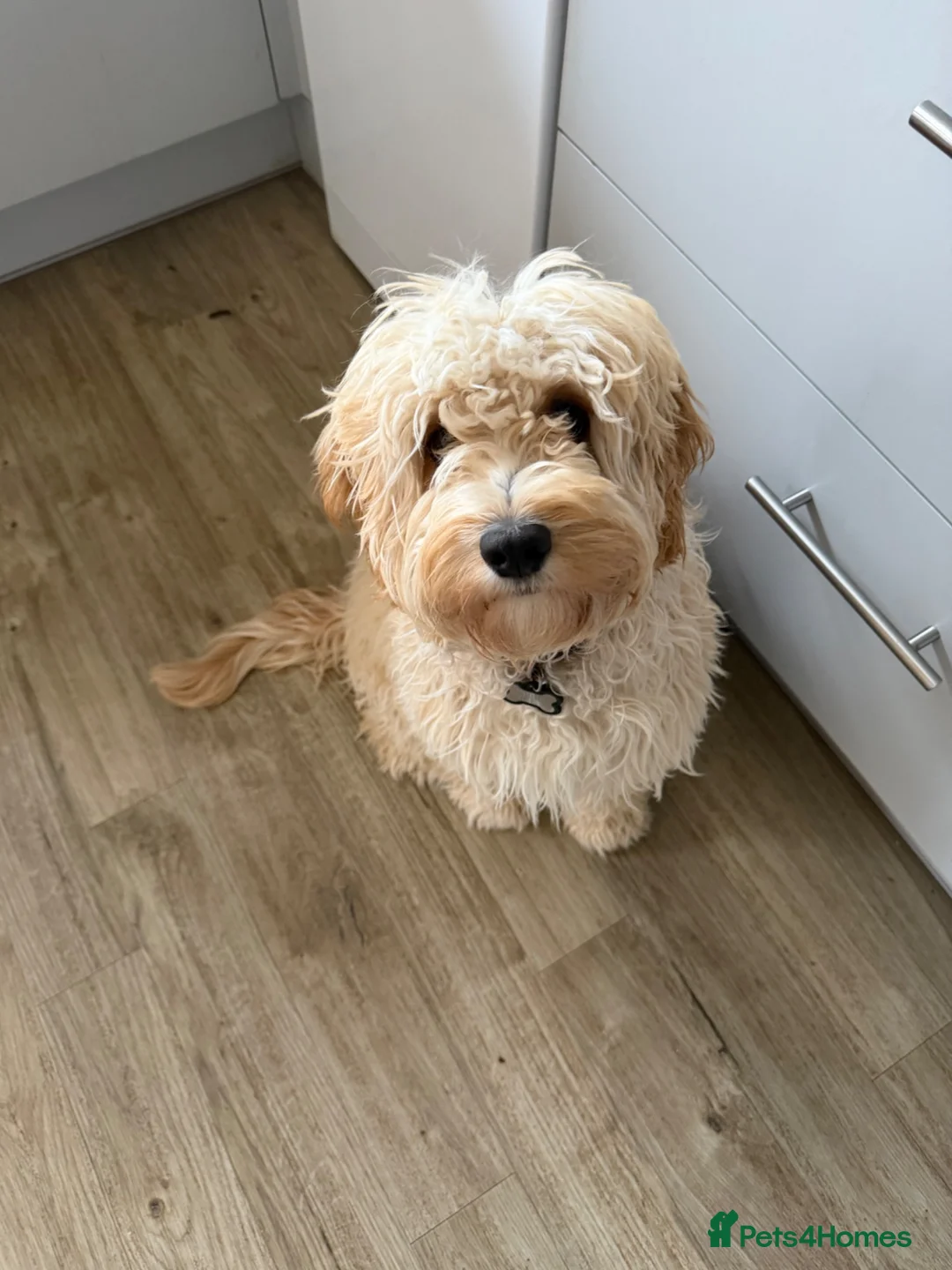Cavapoo dogs for sale: Gorgeous male Cavapoo puppy 9 months old - Advert 3