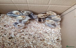 Chickens poultry for sale: Welsummer and Cream Legbar Chicks  - Image 6