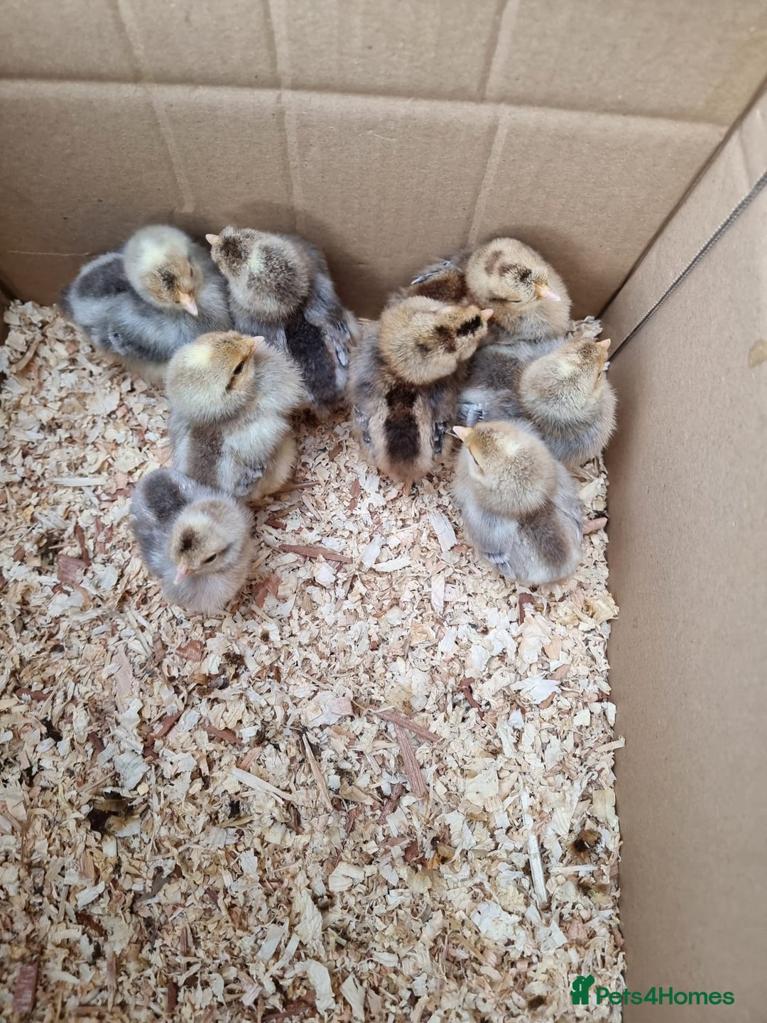 Chickens poultry for sale: Welsummer and Cream Legbar Chicks  - Image 6