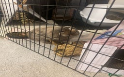 Mini Lop rabbits for sale: Pedigree mini lop - Advert 6