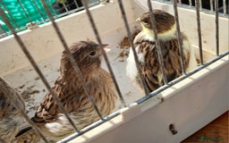 Canaries birds for sale: Canaries x5 Canaries  - Image 10