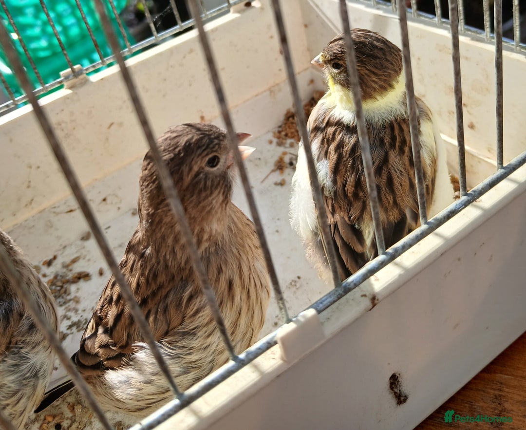 Canaries birds for sale: Canaries x5 Canaries  - Image 10