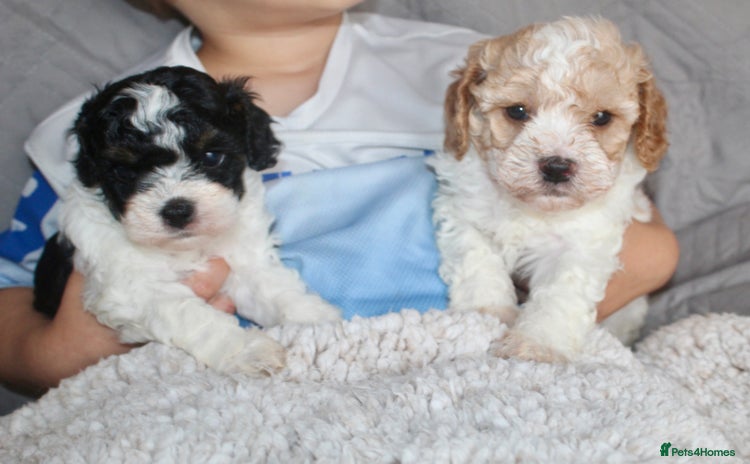 Cavapoo dogs - Advert 12